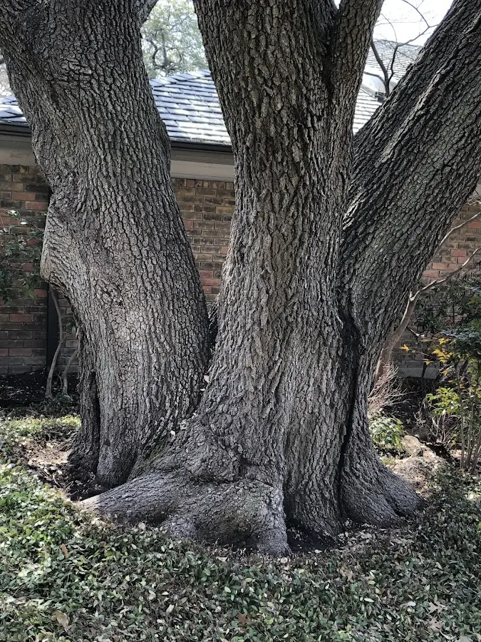 Mature heritage tree close to a Banks property cared for by certified arborists